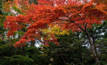 Off the Beaten Path: Secret Autumn Views in Hakone Most Tourists Miss