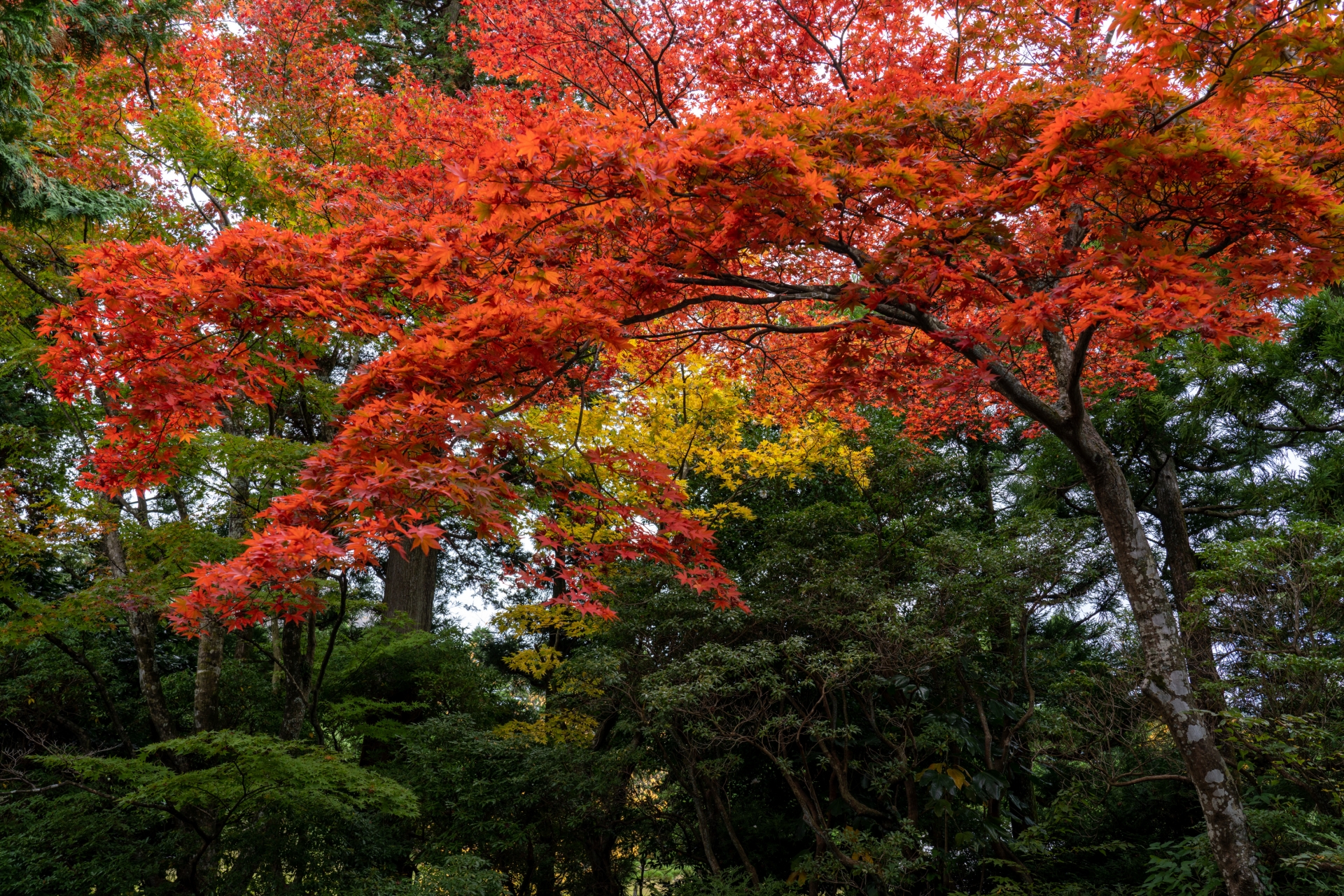 Off the Beaten Path: Secret Autumn Views in Hakone Most Tourists Miss