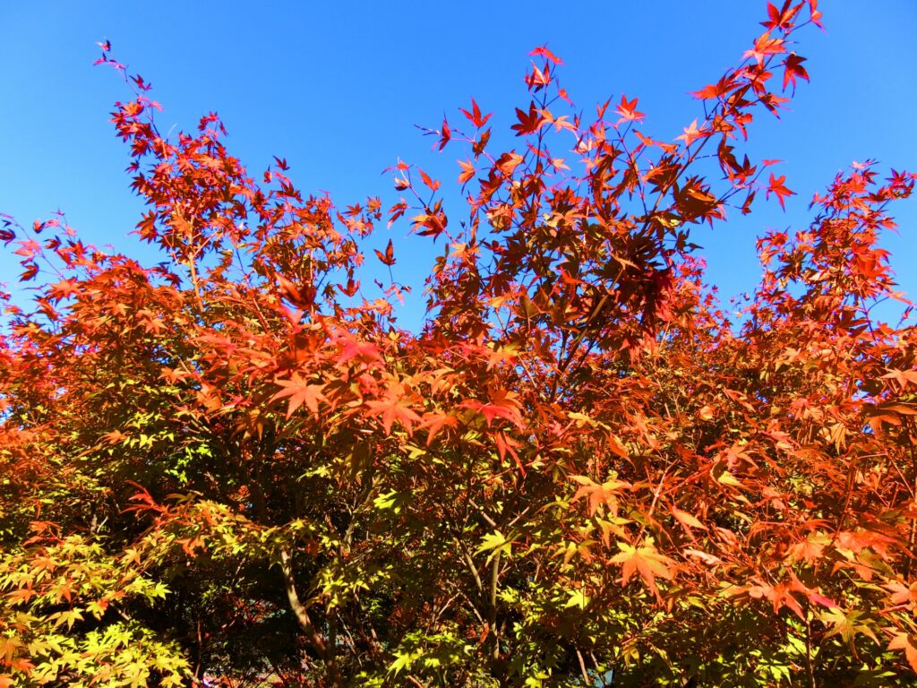 Skip the Crowds This Fall: 5 Hidden Scenic Spots in Hakone