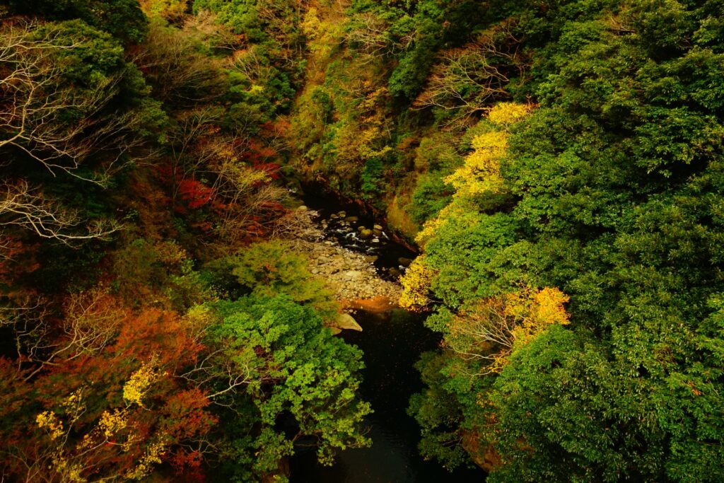 No Lines, Just Red Leaves: Hidden Fall Locations in Hakone