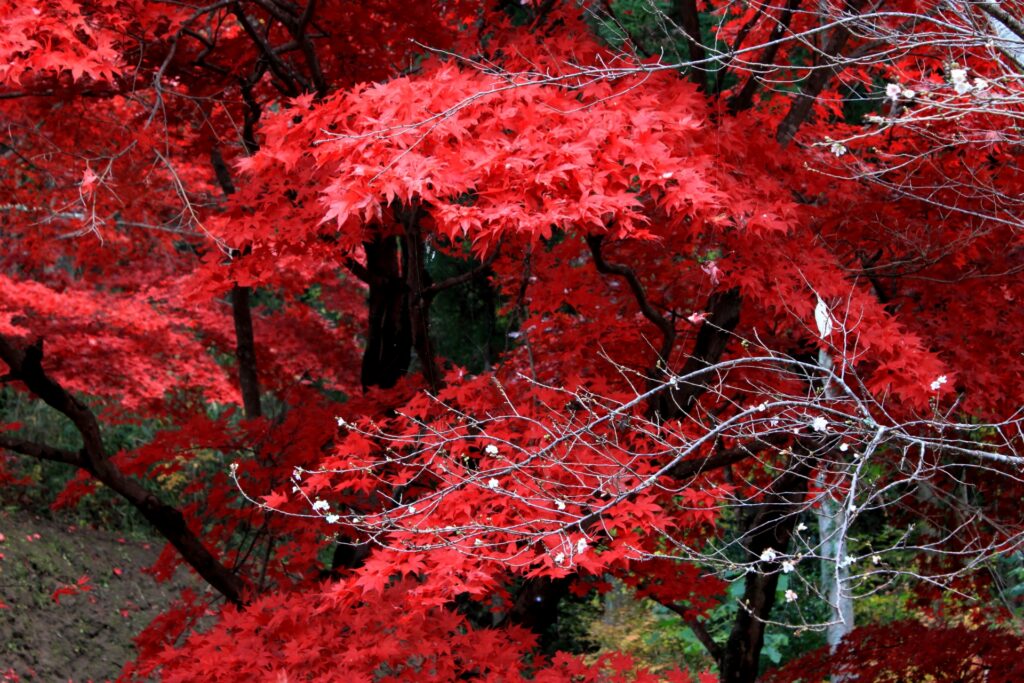 Obara Shikizakura: Where Autumn Leaves Bloom Beside Cherry Blossoms