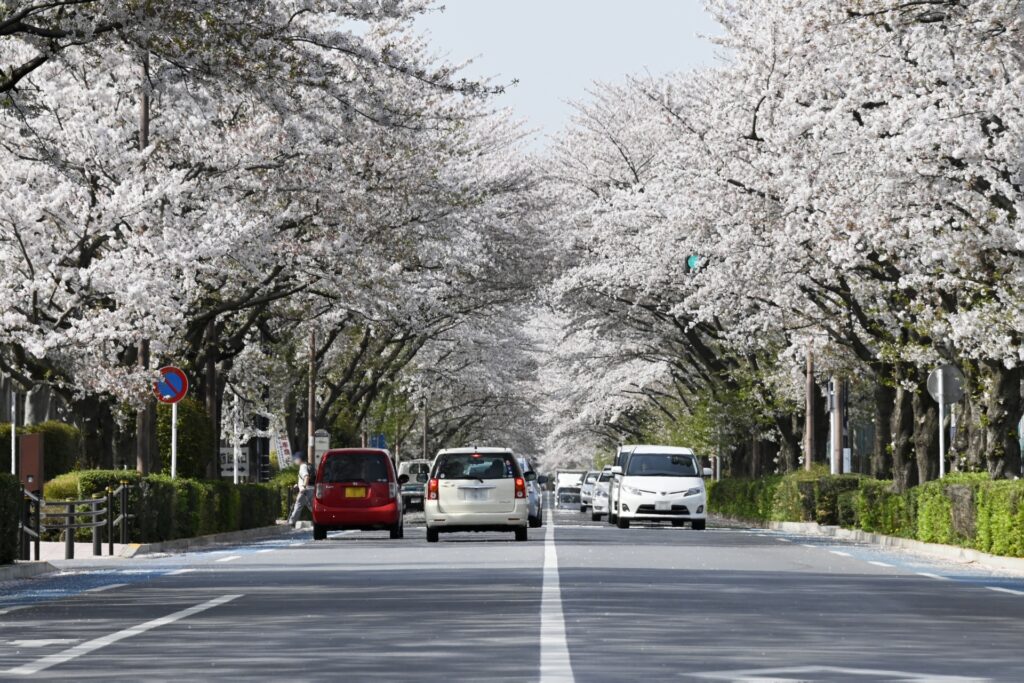 5 Peaceful Cherry Blossom Spots Near Tokyo