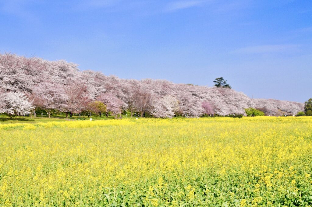 Cherry Blossom Day Trips from Tokyo Without the Crowds