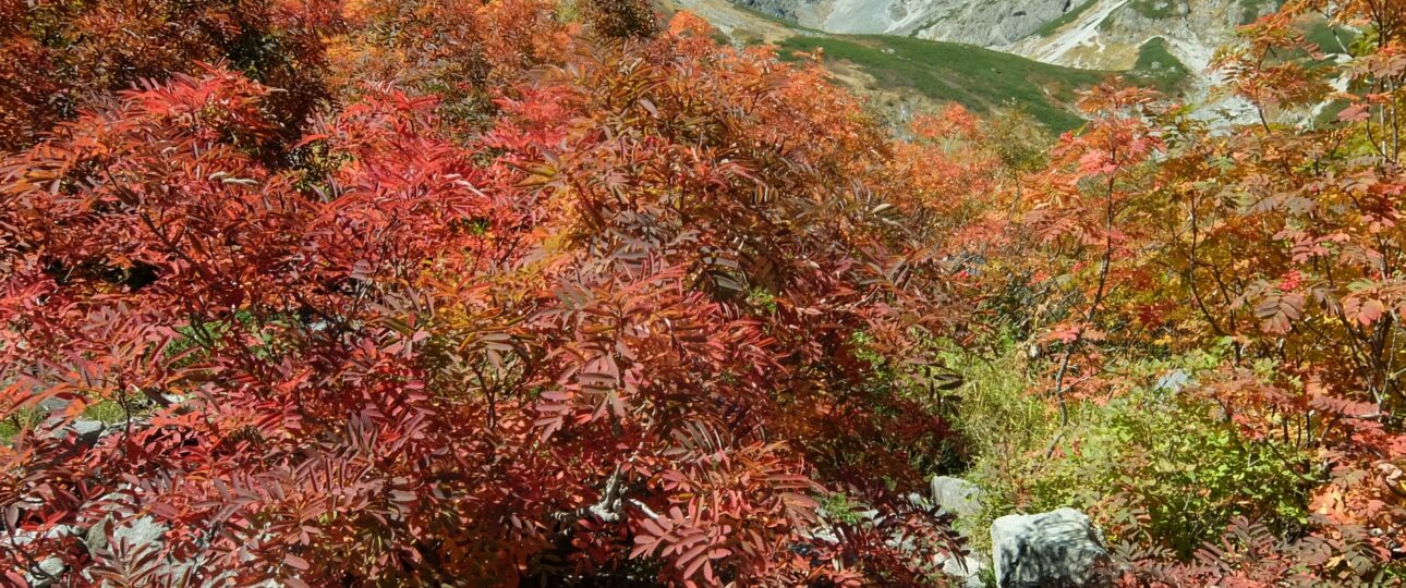 Autumn in Kamikochi: Discover the Golden Beauty of the Japanese Alps