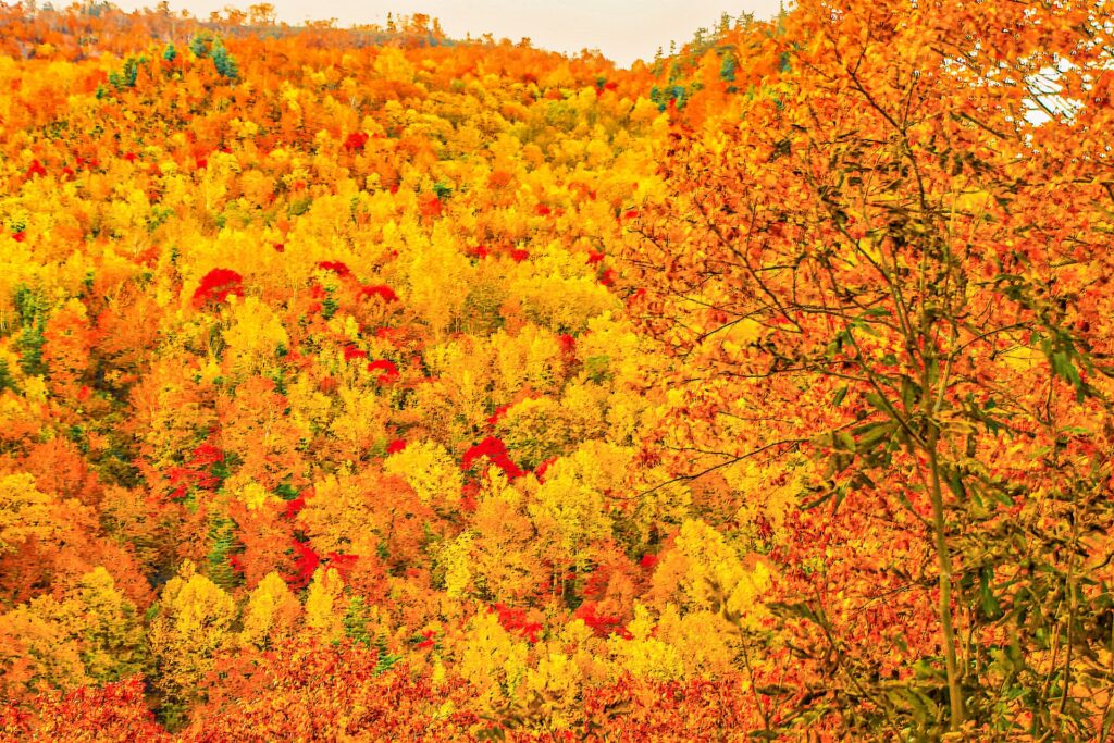 Hachimantai in Autumn: Discover Japan’s Earliest Fall Colors in the Mountains