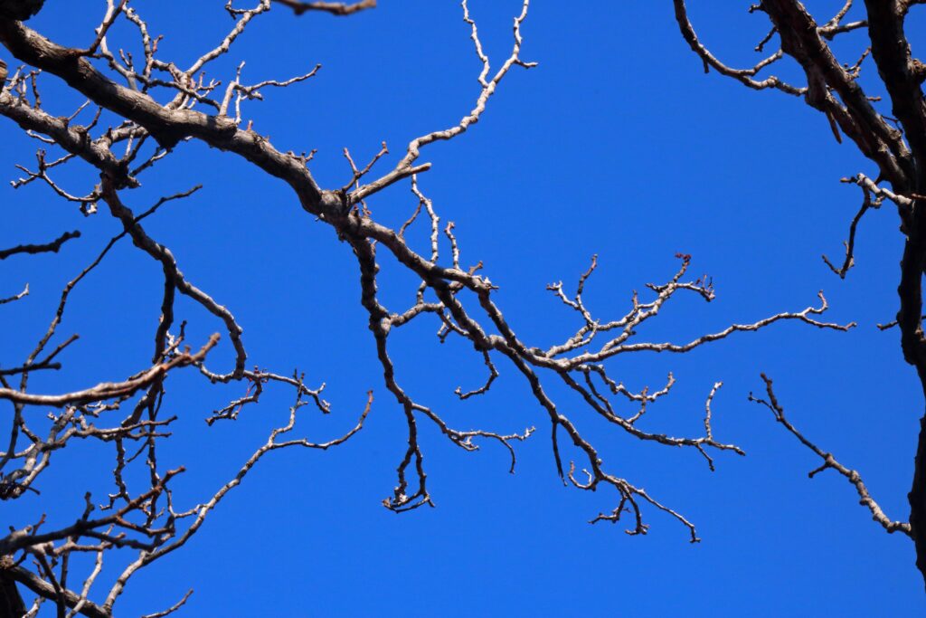 Top Experiences in Saga Prefecture: A Curated Ranking of Must-Do Highlights