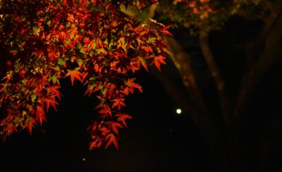 More Than a Meal: Discovering the Everyday Flavors of Gunma Prefecture