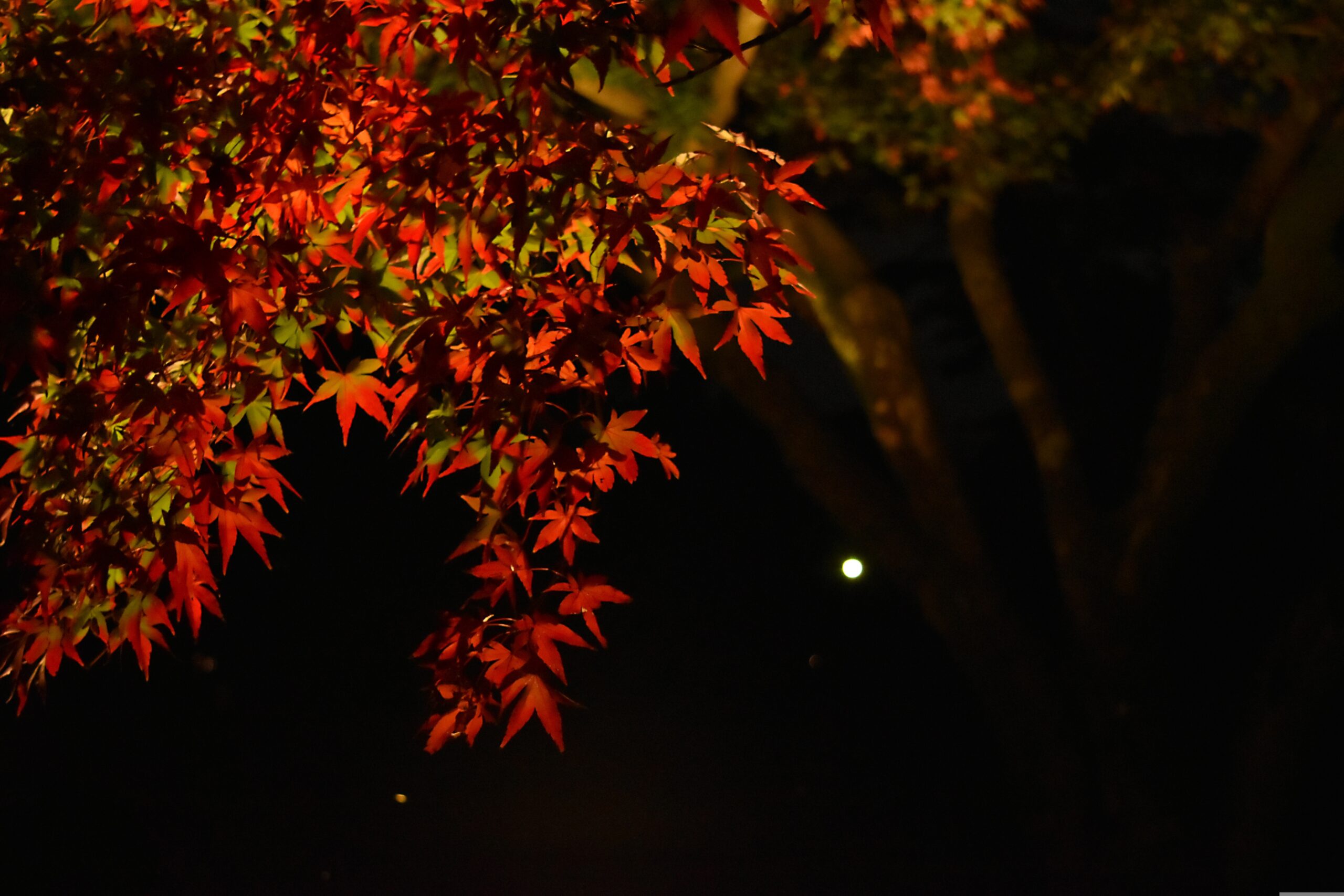 More Than a Meal: Discovering the Everyday Flavors of Gunma Prefecture