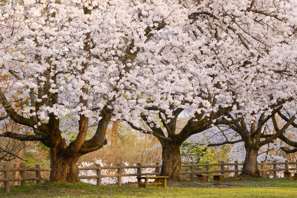 Top 10 Things to Do in Fukuoka: Food, Culture, and Coastal Escapes