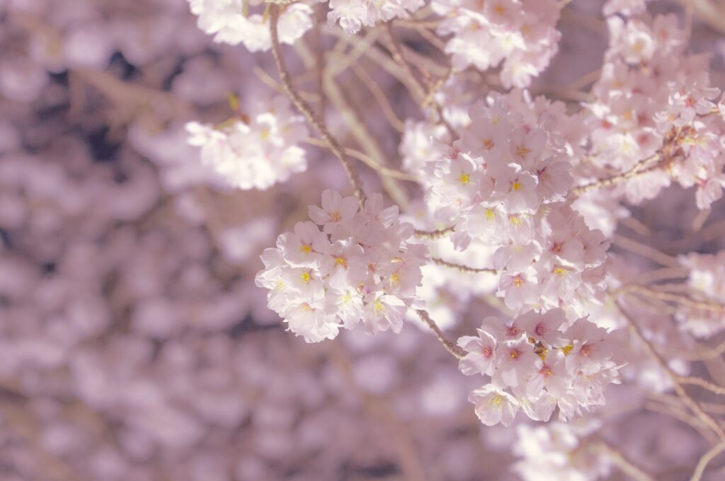 Fukuoka at Night: Street Food, River Views, and Local Vibes