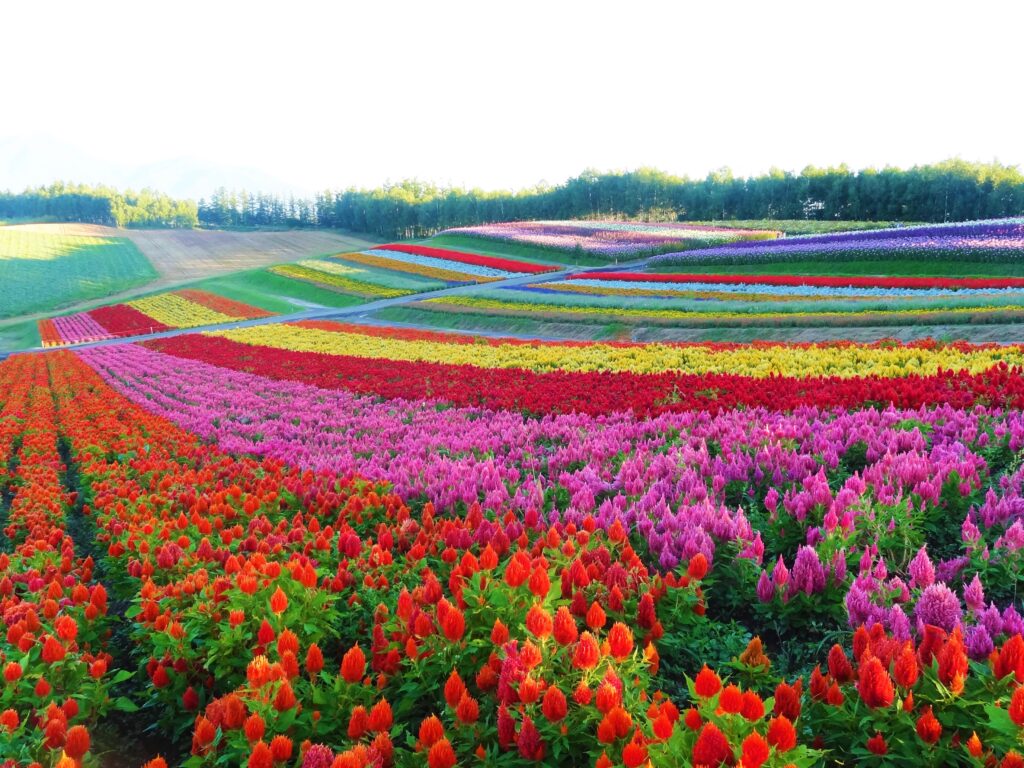 Japan 14 Day Itinerary – Best of Japan Summer Tour (Hokkaido, Tokyo, Kyoto & Osaka)