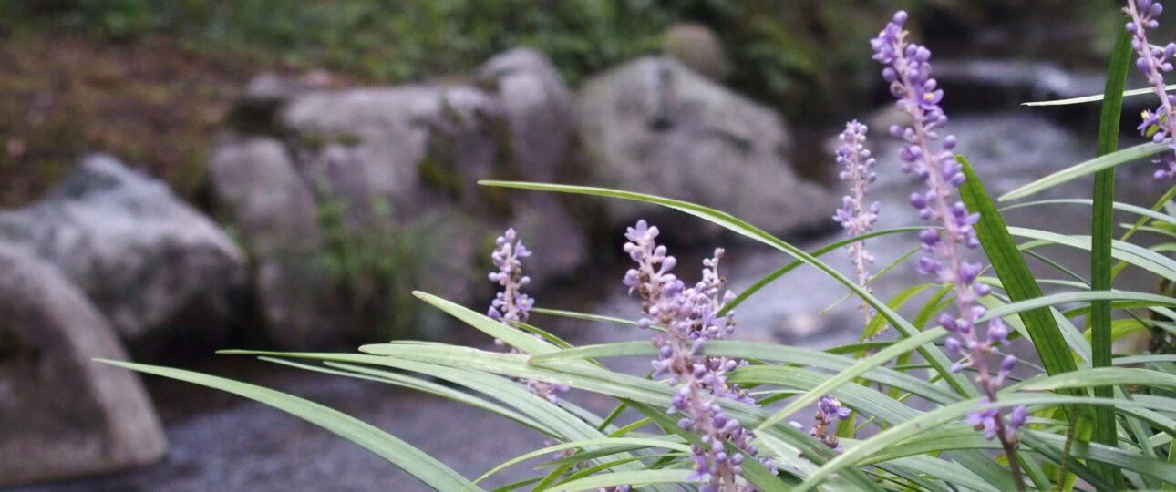 Land of Fire and Mist: Volcanic Landscapes and Nature in Oita Prefecture