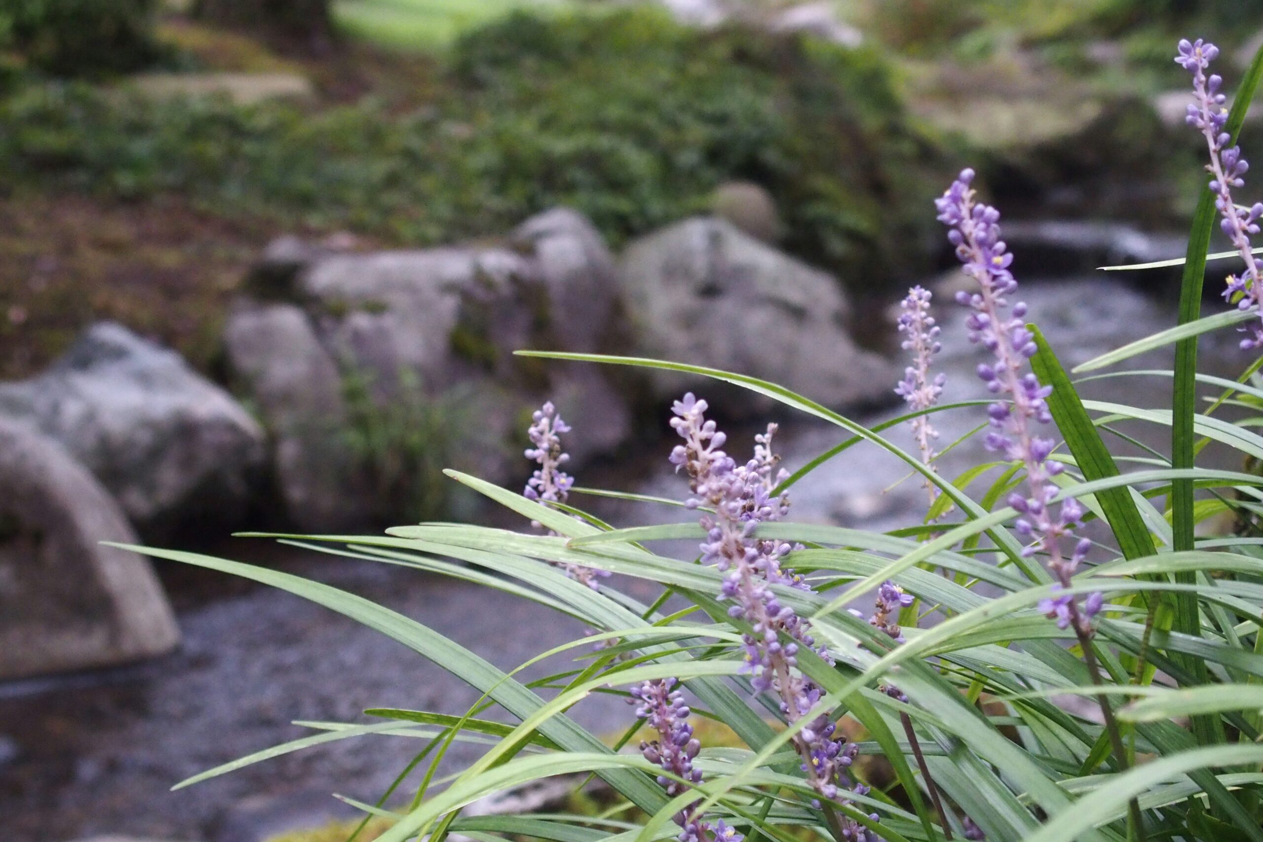 Land of Fire and Mist: Volcanic Landscapes and Nature in Oita Prefecture