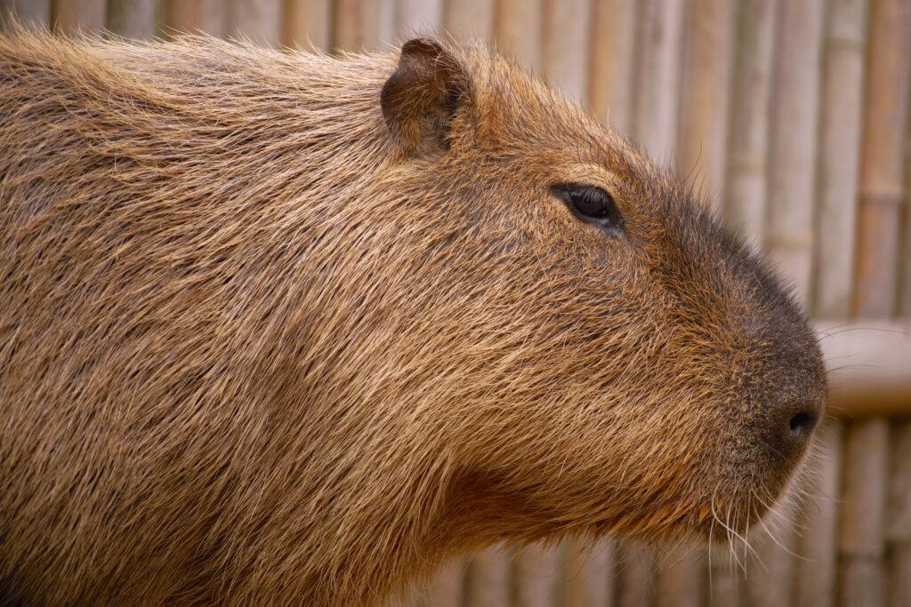 Ehime’s Citrus Culture: Exploring Japan’s Orange Kingdom Ehime’s Citrus Culture: Exploring Japan’s Orange Kingdom