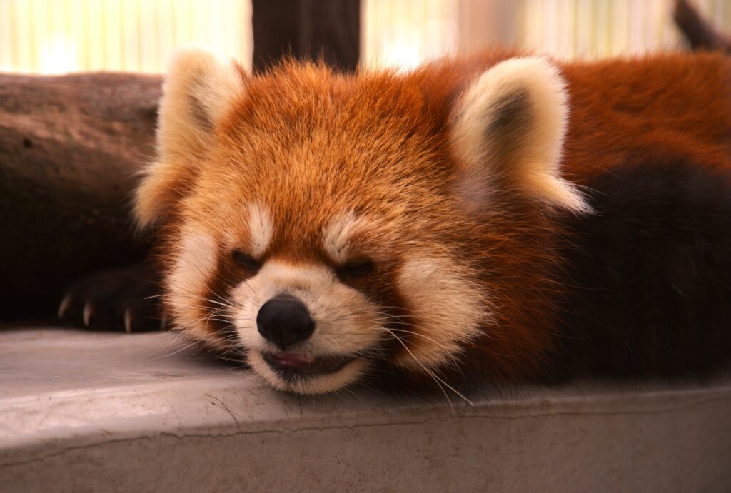 Matsuyama City Guide: Castles, Trams, and Timeless Streets in Ehime Prefecture Matsuyama City Guide: Castles, Trams, and Timeless Streets in Ehime Prefecture