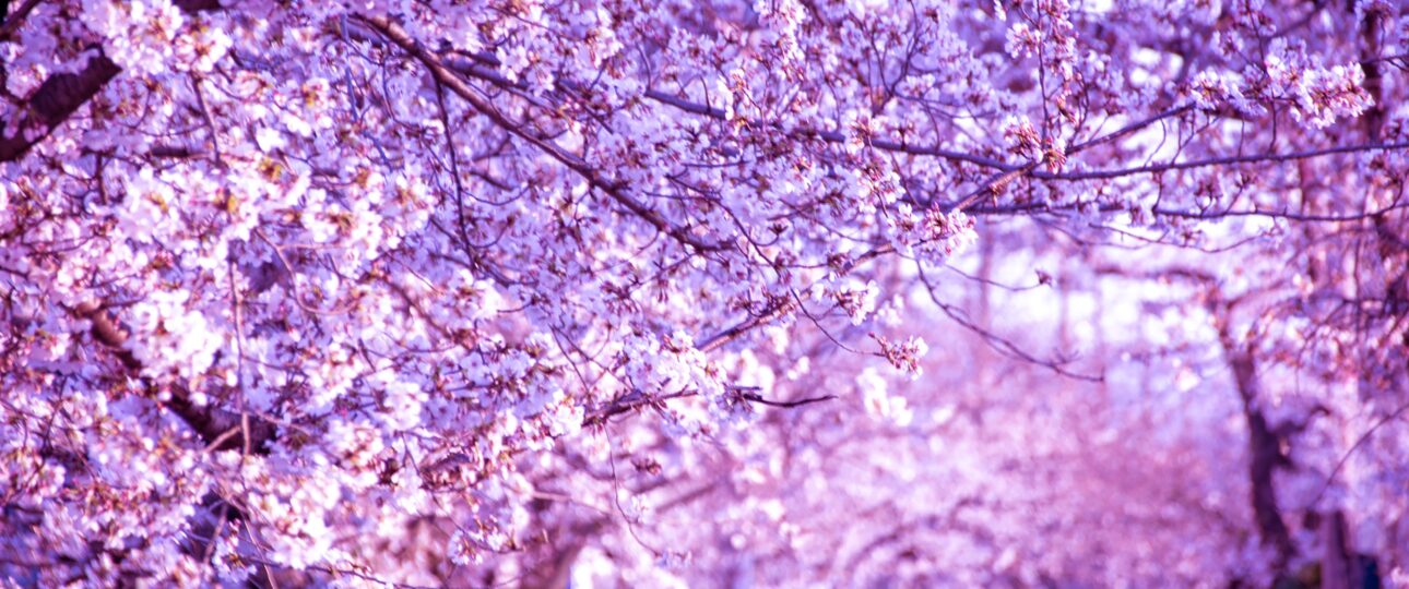 Top Experiences in Saga Prefecture: A Curated Ranking of Must-Do Highlights