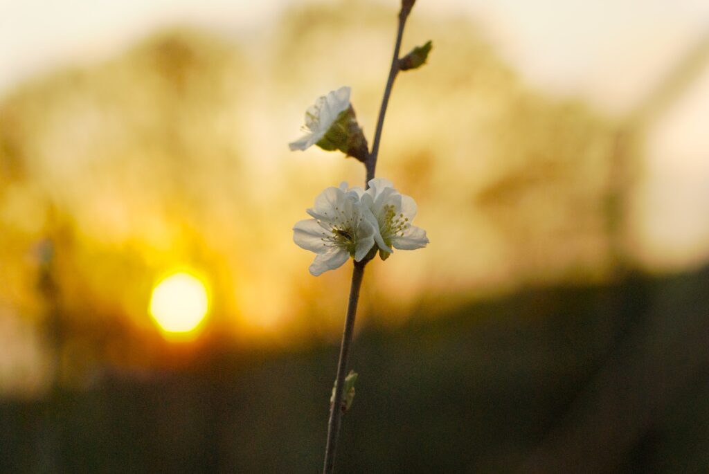 A Town That Moves at Its Own Pace: Discovering Yufuin in Oita Prefecture