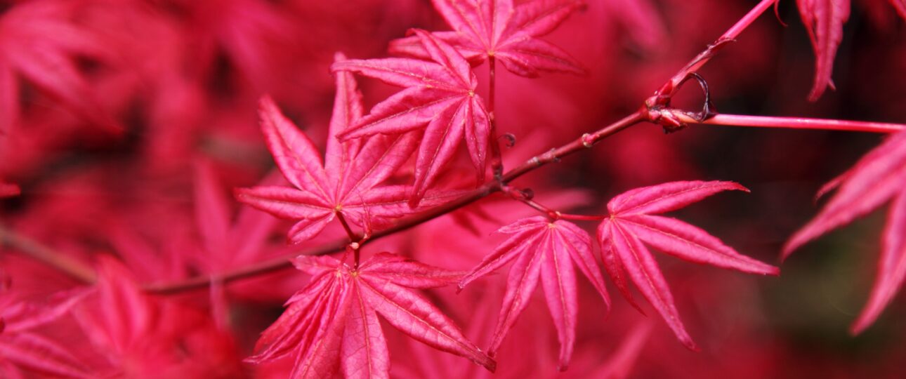 Matsuyama City Guide: Castles, Trams, and Timeless Streets in Ehime Prefecture