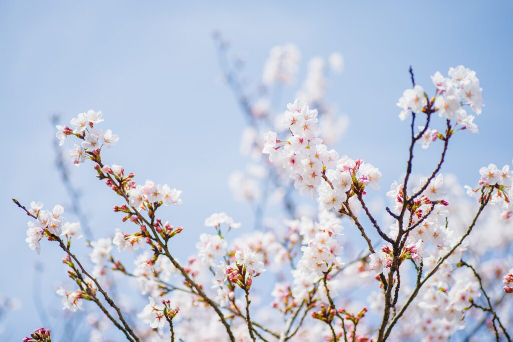 The Art of Stillness: Discovering Traditional Pottery in Saga Prefecture The Art of Stillness: Discovering Traditional Pottery in Saga Prefecture