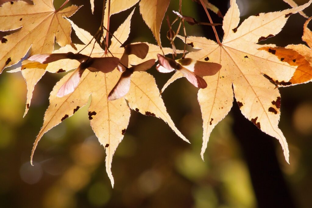 Fukuoka at Night: Street Food, River Views, and Local Vibes