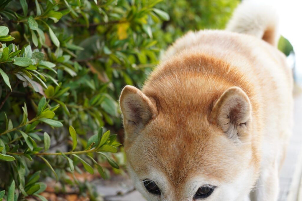 Steam, Silence, and Storytelling: What Makes Oita Prefecture Unforgettable