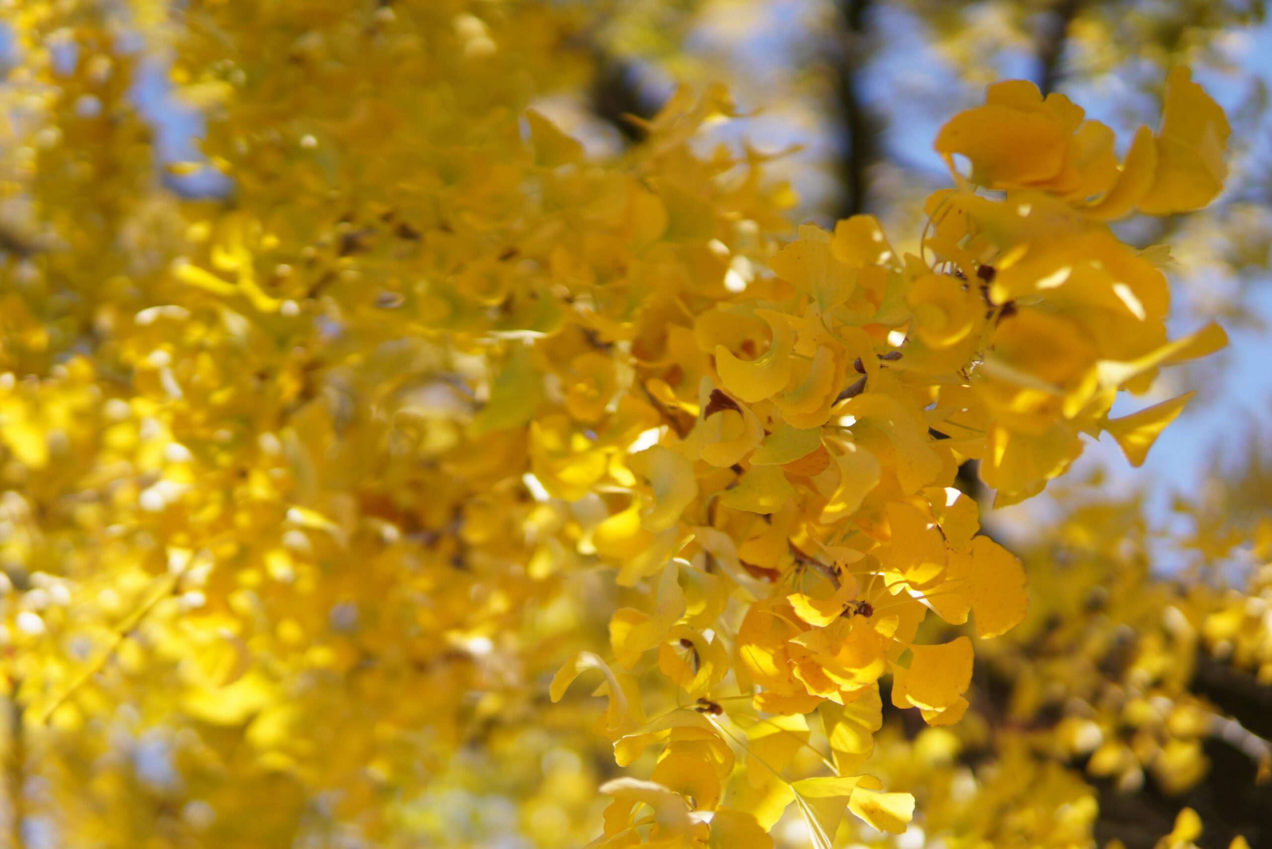 Where Steam Meets Silence: Hidden Onsen Retreats in Gunma Prefecture