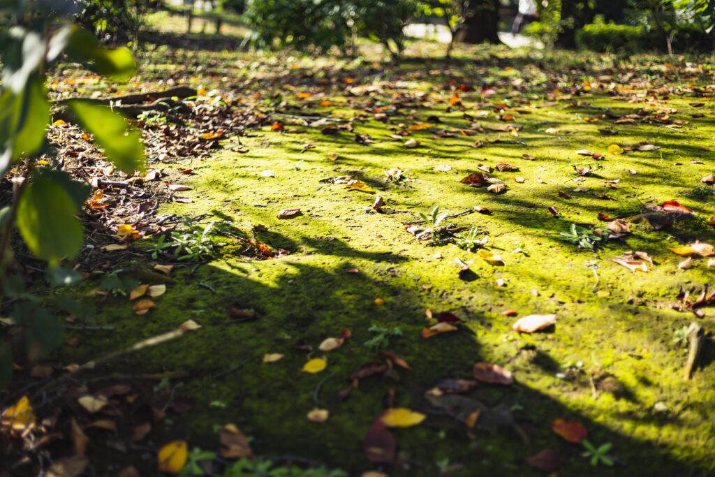 How the Dubai Airport Closure May Impact Travel to Japan