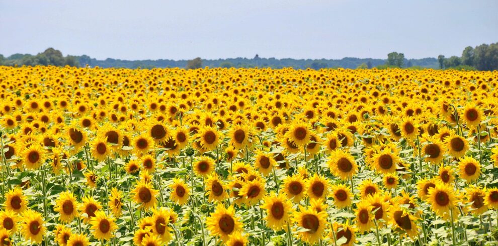 Japan 14 Day Itinerary – Best of Japan Summer Tour (Hokkaido, Tokyo, Kyoto & Osaka)