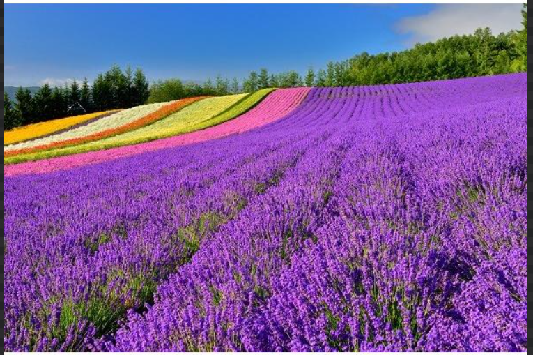 Japan 14 Day Itinerary – Best of Japan Summer Tour (Hokkaido, Tokyo, Kyoto & Osaka)