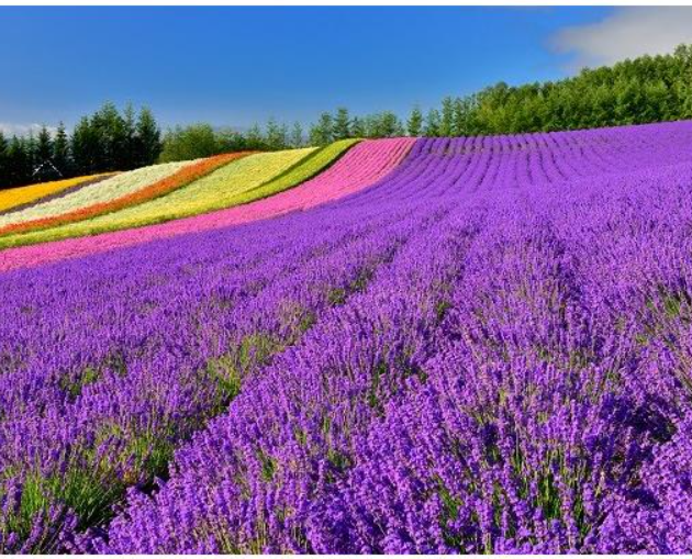 Best of Hokkaido in Summer – Classic Hokkaido Tour 7-Days