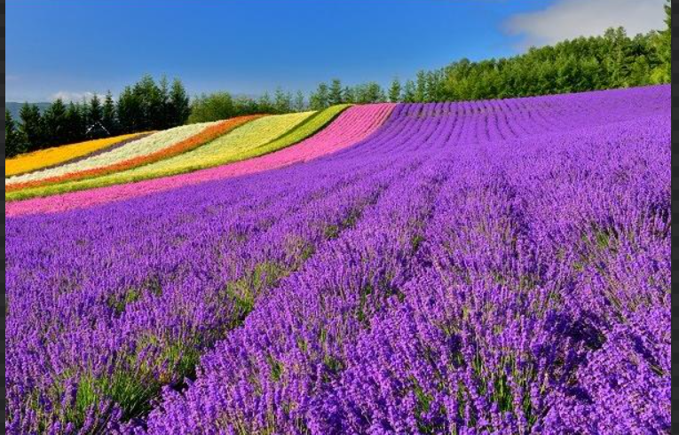 Best of Hokkaido in Summer – Classic Hokkaido Tour 7-Days