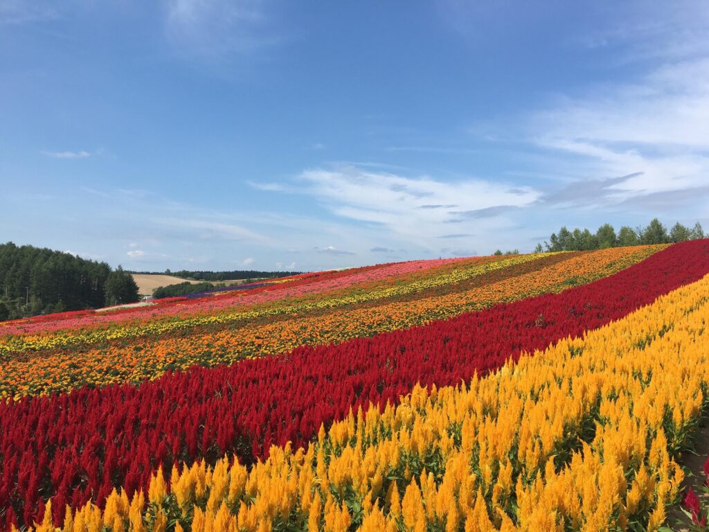 Best of Hokkaido in Summer – Classic Hokkaido Tour 7-Days