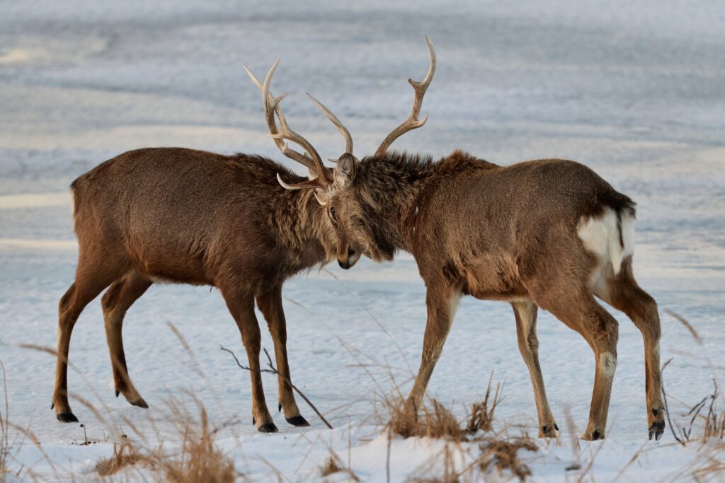 🌿 No Sakura, No Snow—Why Summer in Hokkaido Might Be Japan’s Best-Kept Secret 🌿 No Sakura, No Snow—Why Summer in Hokkaido Might Be Japan’s Best-Kept Secret