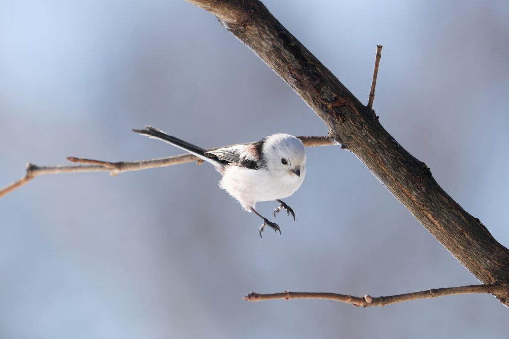 🌿 No Sakura, No Snow—Why Summer in Hokkaido Might Be Japan’s Best-Kept Secret 🌿 No Sakura, No Snow—Why Summer in Hokkaido Might Be Japan’s Best-Kept Secret