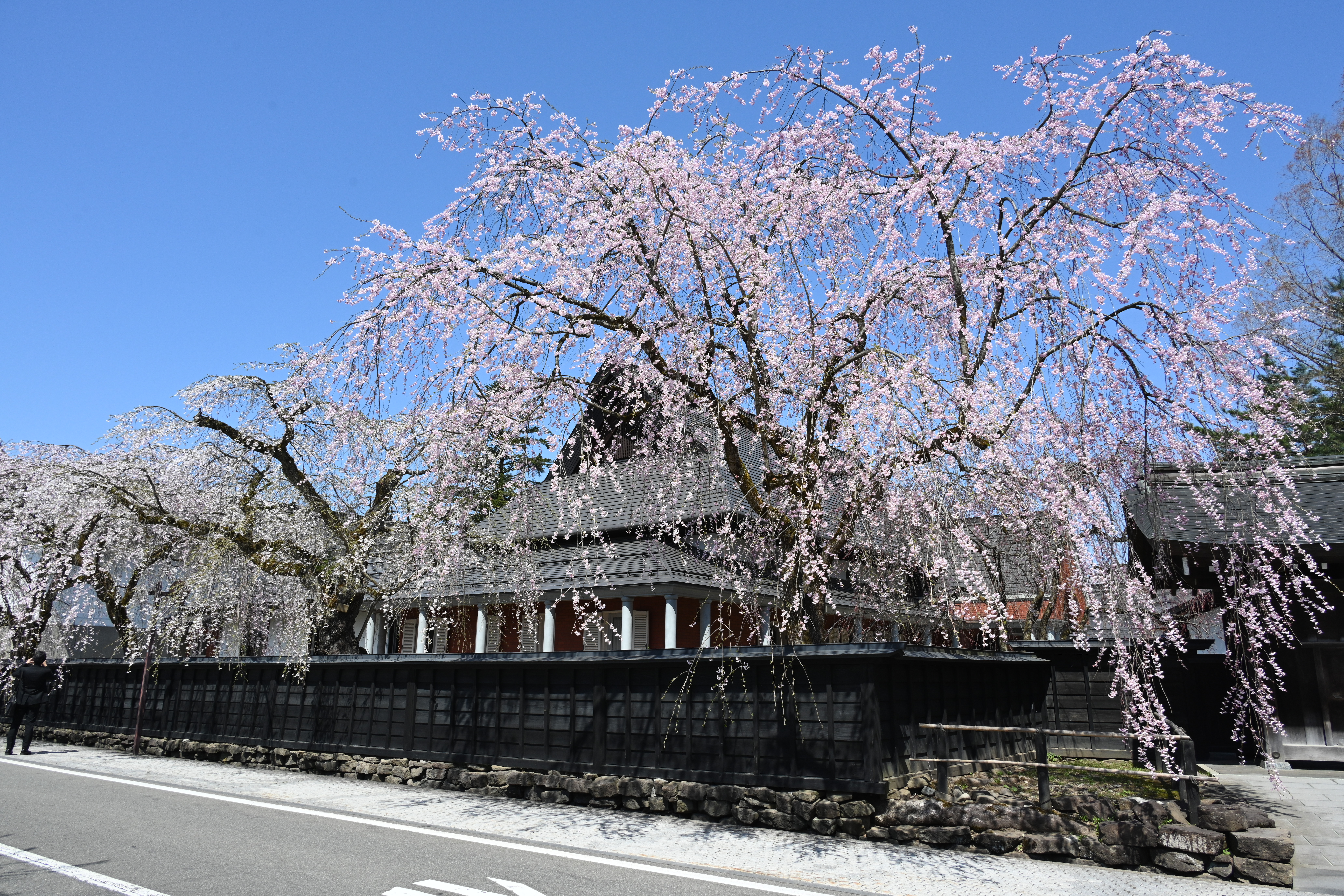 Proven 7-Day Tohoku Itinerary | Explore Tohoku During Peak Cherry Blossom Season Proven 7-Day Tohoku Itinerary | Explore Tohoku During Peak Cherry Blossom Season