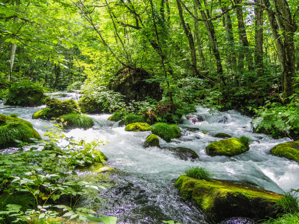 Proven 7-Day Tohoku Itinerary | Explore Tohoku During Peak Cherry Blossom Season Proven 7-Day Tohoku Itinerary | Explore Tohoku During Peak Cherry Blossom Season