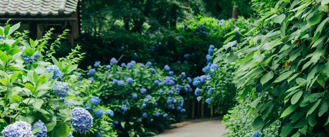 Best Places to Escape the Summer Heat in Japan (2026 Guide) Best Places to Escape the Summer Heat in Japan (2026 Guide)
