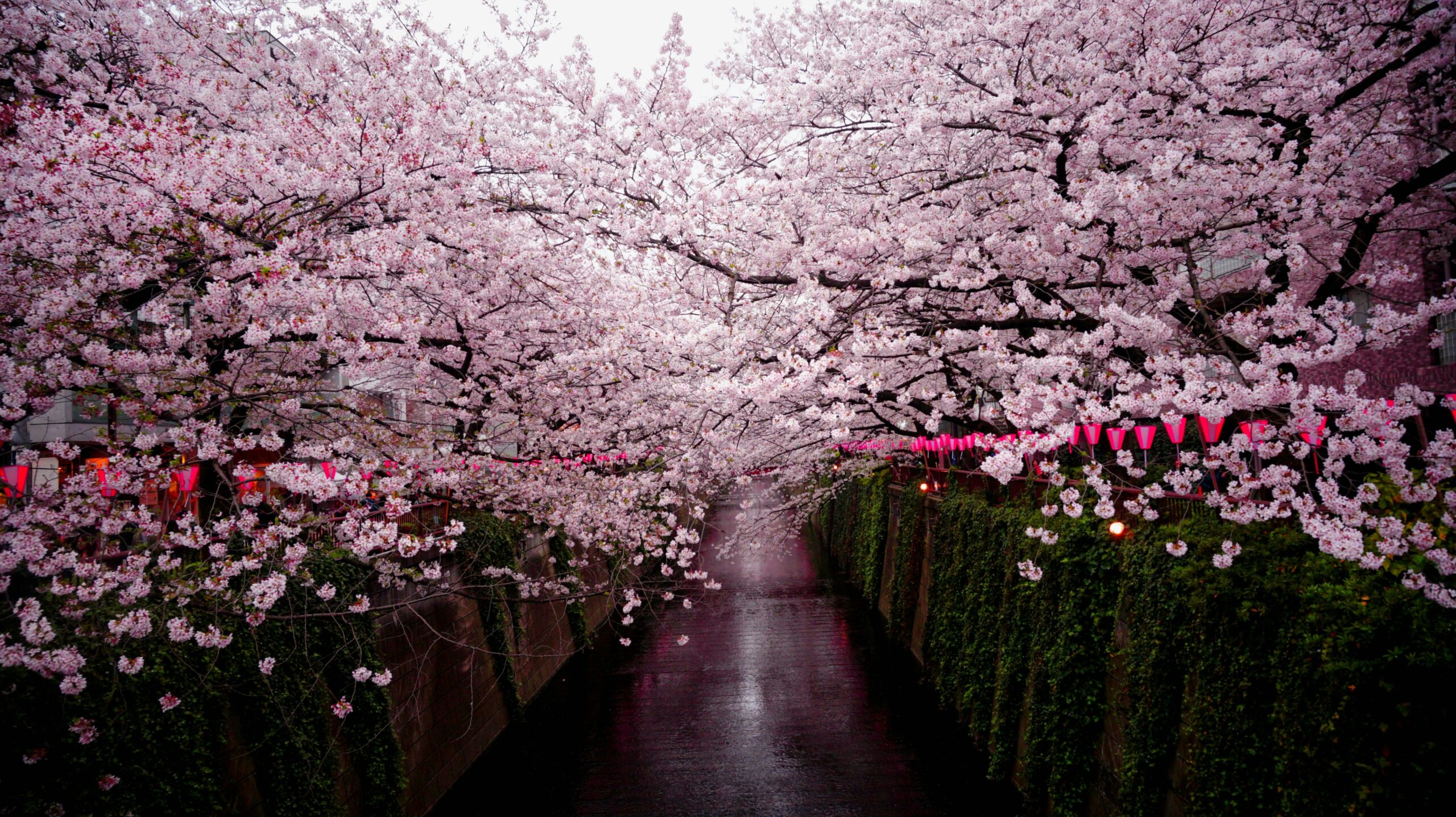 Cherry blossom journey in Japan