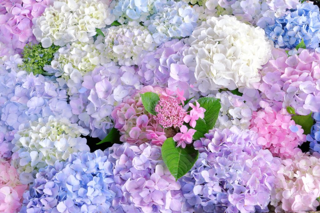 Rainy Season in Japan: Why June Is One of the Most Underrated Times to Visit Rainy Season in Japan: Why June Is One of the Most Underrated Times to Visit