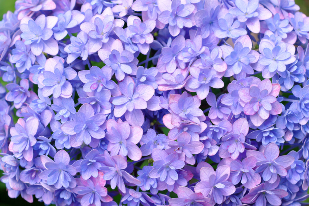 Rainy Season in Japan: Why June Is One of the Most Underrated Times to Visit Rainy Season in Japan: Why June Is One of the Most Underrated Times to Visit