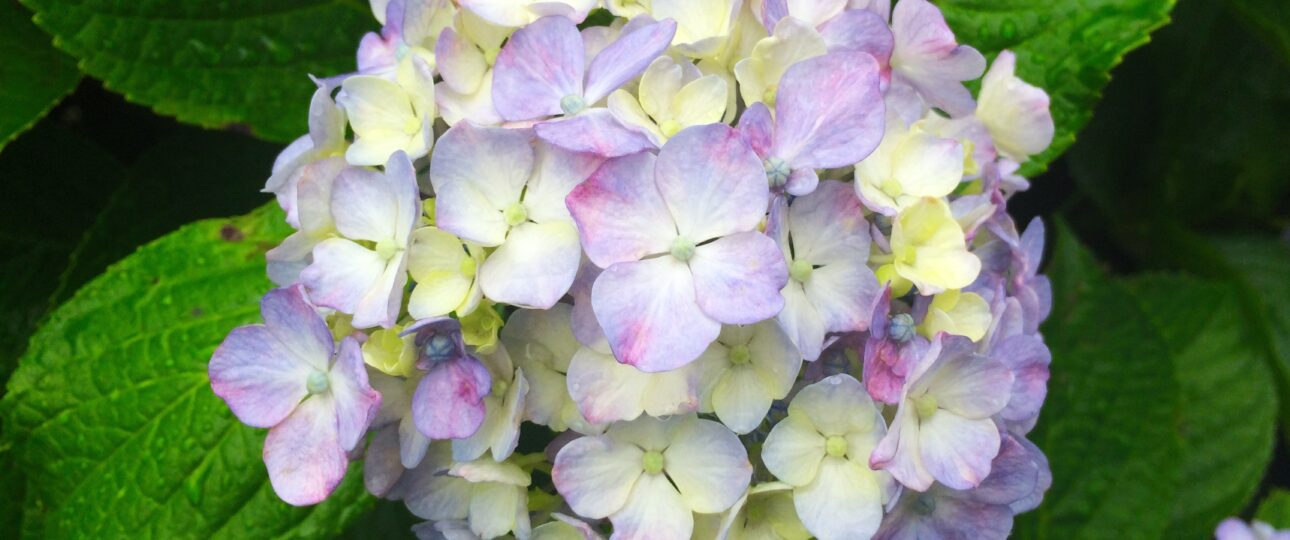 June in Japan 2026 (Part 2): Hydrangeas, Wind Chimes and Rainy Season Traditions June in Japan 2026 (Part 2): Hydrangeas, Wind Chimes and Rainy Season Traditions