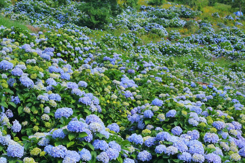 Rainy Season in Japan: Why June Is One of the Most Underrated Times to Visit Rainy Season in Japan: Why June Is One of the Most Underrated Times to Visit