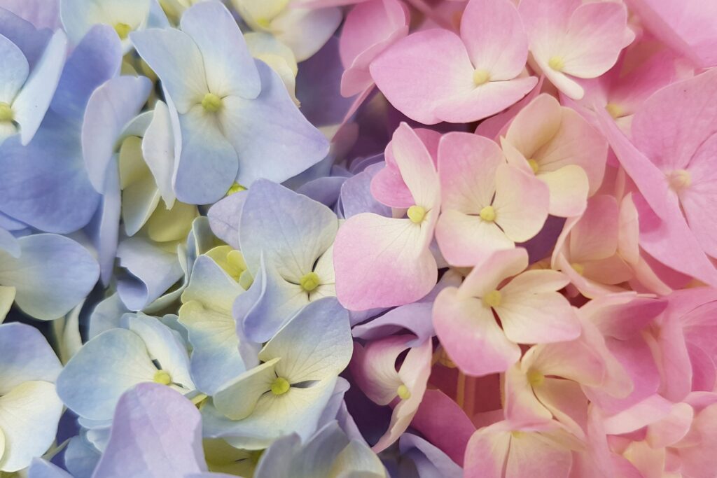 June in Japan 2026 (Part 2): Hydrangeas, Wind Chimes and Rainy Season Traditions June in Japan 2026 (Part 2): Hydrangeas, Wind Chimes and Rainy Season Traditions