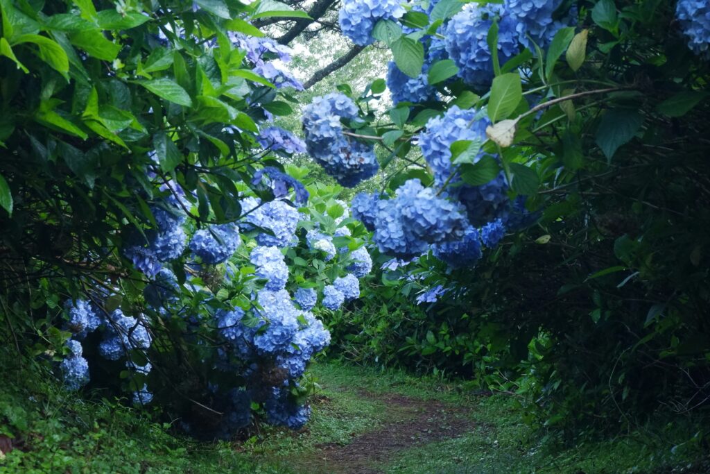 Rainy Season in Japan: Why June Is One of the Most Underrated Times to Visit Rainy Season in Japan: Why June Is One of the Most Underrated Times to Visit
