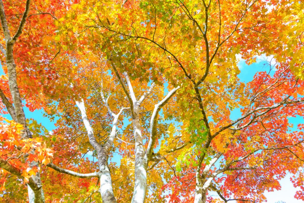 Tokyo vs. Kyoto in Autumn: Which Is Better for Fall Foliage? tokyo vs kyoto in autumn which is better for fall foliage