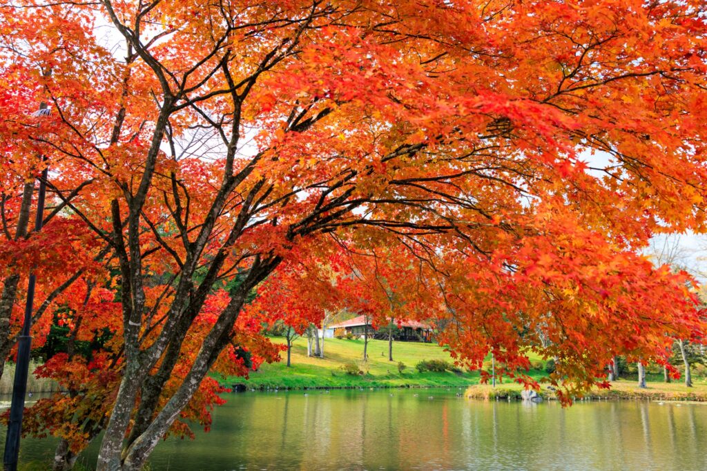 Japan Autumn Leaves 2026: When and Where to See the Best Fall Colors japan autumm leaves 2026 when and where to see the best fall colors