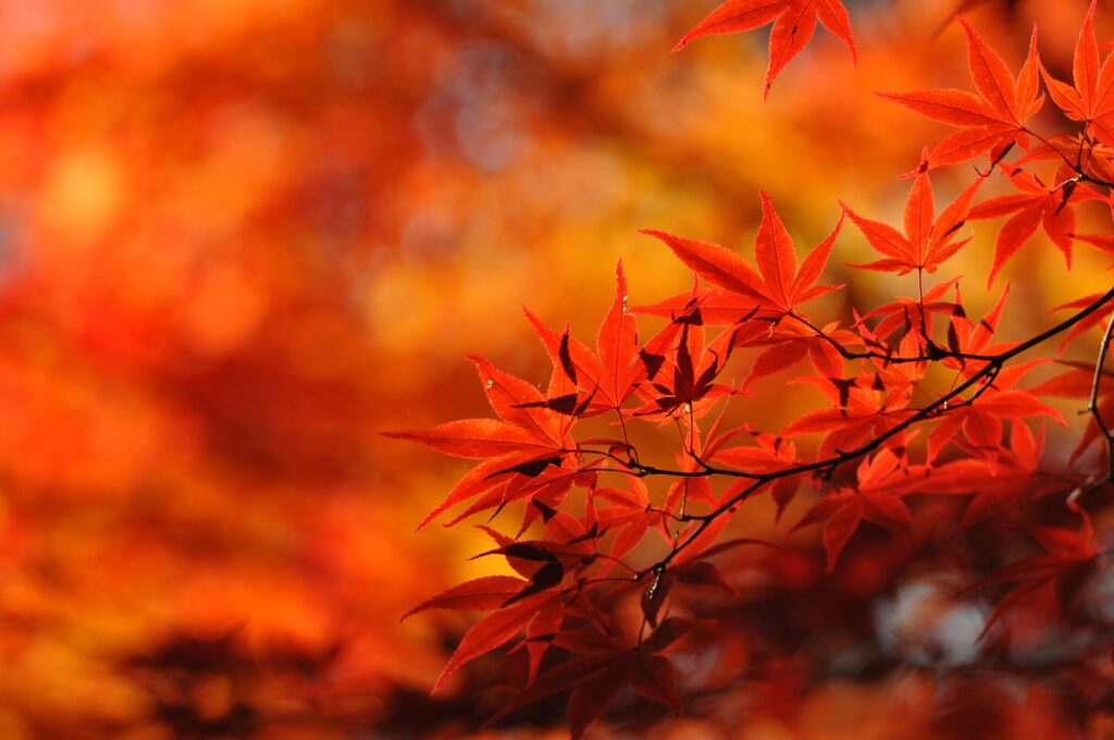 Tokyo vs. Kyoto in Autumn: Which Is Better for Fall Foliage? tokyo vs kyoto in autumn which is better for fall foliage