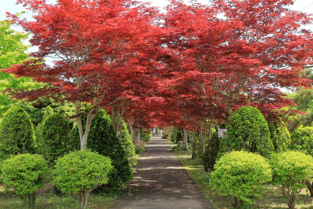 Japan Autumn Leaves 2026: When and Where to See the Best Fall Colors Japan Autumn Leaves 2026: When and Where to See the Best Fall Colors